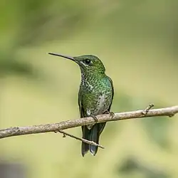 Petit oiseau vert, long bec pointu, se tenant sur une petite branche, regardant de coté.