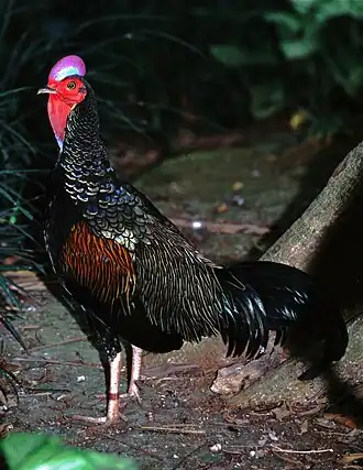 Description de cette image, également commentée ci-après