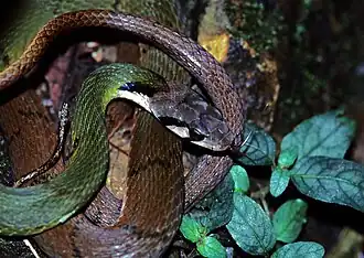 Description de l'image Green Keelback (Rhabdophis nigrocinctus) (7808392620).jpg.