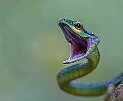 Gros plan du Leptophis ahaetulla. Cette espèce peut atteindre 150 cm. Il se nourrit d'amphibiens, de lézards arboricoles, d'oiseaux, mais également d'autres serpents y compris ceux de sa propre espèce (cannibalisme).