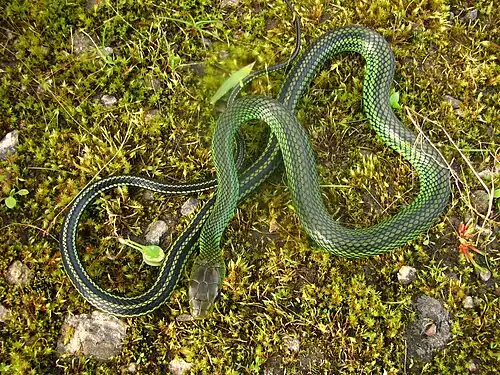 Description de l'image Green Rat Snake (Coluber nigromarginatus).jpg.