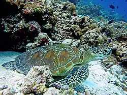 Une tortue verte (Chelonia mydas)