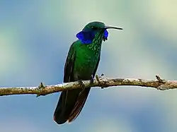 Colibri thalassin (mâle)Colibri thalassinus.