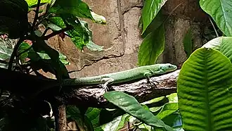Description de l'image Green keel-bellied lizard (Gastrophalis prasina).jpg.