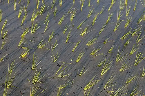 Gerbes de riz vert plantées dans une rizière, à Don Det, Si Phan Don, Laos. Une fine pellicule opaque à la surface de l'eau accueille les longues ombres couchées des tiges. Juillet 2020.