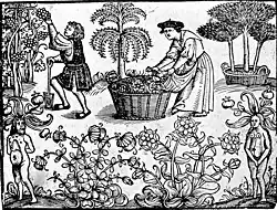 Gravure en noir et blanc d'un jardin montrant plusieurs arbres et plantes en fleurs, dans lequel un homme (à gauche) muni d'une bêche cueille une grappe de raisin et une femme (au centre) verse dans un panier plusieurs herbes et fleurs récoltées dans son tablier ; les coins inférieurs sont occupés par deux créatures nues mi-humaines, mi-végétales, l'une masculine, l'autre féminine.