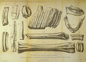 Dent de mamouths, fouilles de la gravière,