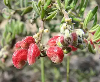 Description de l'image Grevillea alpina.jpg.