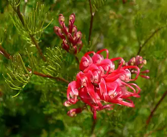 Description de l'image Grevillea thelemanniana ssp filoloba 1.jpg.