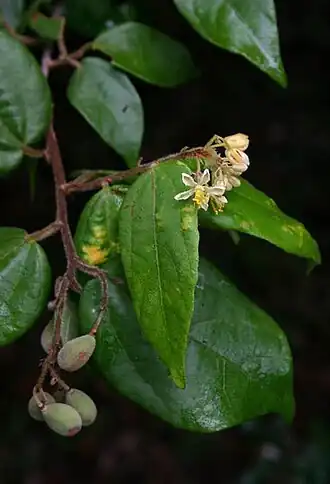 Description de l'image Grewia transzambesica01.jpg.