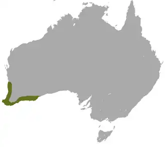 Description de l'image Grey-bellied Dunnart area.png.