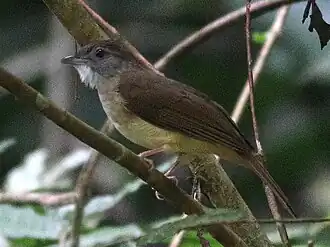 Description de l'image Grey-cheeked Bulbul Taman Negara.jpg.