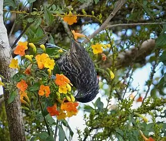 Description de l'image Grey-streaked Honeyeater. Ptiloprora perstriata (48665438793).jpg.