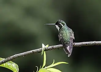 Description de cette image, également commentée ci-après
