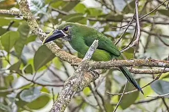 Description de l'image Grey-throated toucanet (Aulacorhynchus albivitta griseigularis) Las Tangaras.jpg.