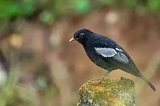 Photo d'un Merle à ailes grises posé sur un rocher, vu de profil. Son plumage est sombre avec des plumes grises sur son aile, son oeil est noir cerclé de jaune, son bec est jaune.