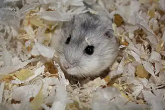 Description de l'image Grey Dwarf Hamster in habitat.jpg.