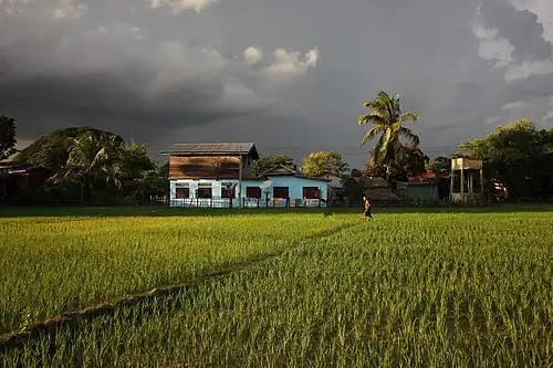 Dans le Si Phan Don, rizières lumineuses de Don Det, devant une maison traditionnelle, sous des nuages lourds et gris pendant la mousson, avec une femme âgée marchant à travers.