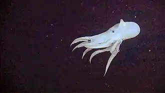 Grimpoteuthis bathynectes.