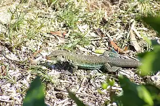 Description de l'image Griswolds Ameiva (6919927108).jpg.