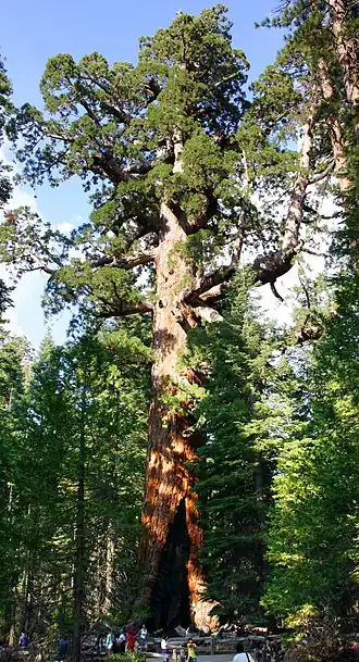 Les arbres les plus volumineux du monde sont des séquoias géants (Sequoiadendron gigantea), comme ici le Grizzly Giant dans le Parc national de Yosemite. Le plus imposant spécimen, baptisé General Sherman, a un tronc de 1&nbsp;487&nbsp;m3 pour une hauteur de 83,8&nbsp;m.