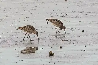 Couple de courlis cendré en Autriche.