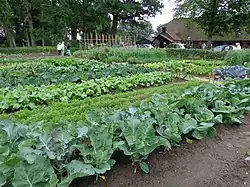 Jardin potager (Pays-Bas).