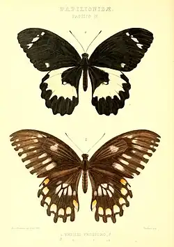 Mâle, avers (en haut) et femelle, avers (en bas).