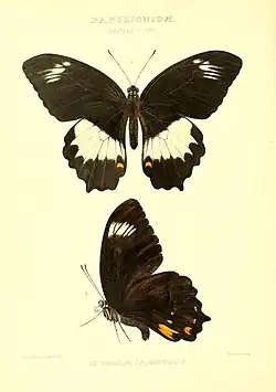 Papilio woodfordi laarchus, avers et revers (illustration).