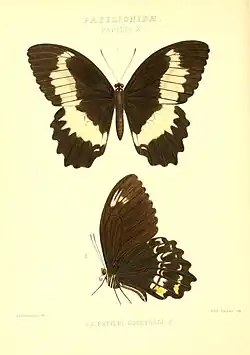 Papilio woodfordi, avers et revers (illustration).