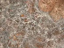 Mycellium au plafond des Ajustadous