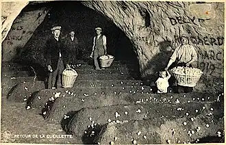 La culture des champignons dans le passé