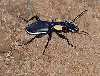 Description de cette image, également commentée ci-après