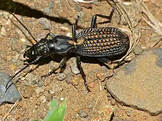 Description de cette image, également commentée ci-après