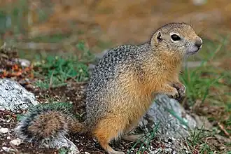 Souslik de Parry à Olkhon.