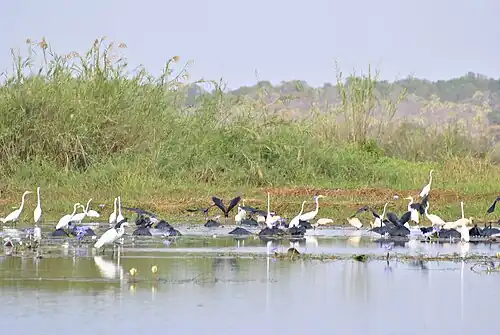 Groupe d'oiseaux aquatiques du Lac Kinkony, Boeny, Madagascar.