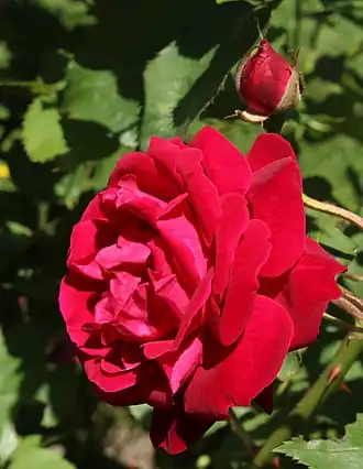 'Gruß an Teplitz' (1897)