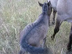 Photo d'un poulain à la robe grise vue de dos