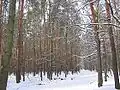 Grunewald en hiver