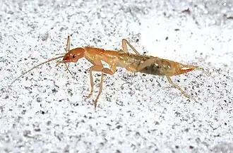 Grylloblatta sp. (Grylloblattodea).