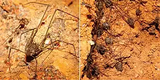 Description de cette image, également commentée ci-après