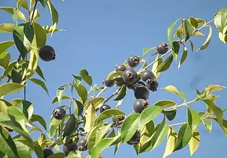 Description de l'image Guabiju guaviyu myrcianthes pungens copyleft- -tropicalfruitseeds-com.JPG.