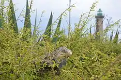 Iguane dans la végétation