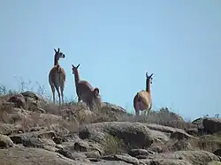 Guanacos au parc national Lihué Calel en 2011