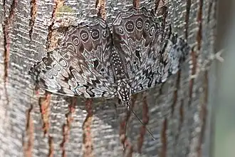 Hamadryas guatemalena