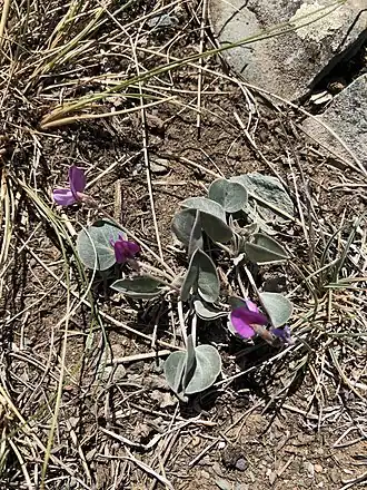 Description de l'image Gueldenstaedtia monophylla 76702200.jpg.