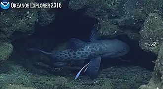 Description de l'image Guentherus katoi.jpg.