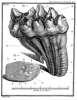 Dent fossile, Canada