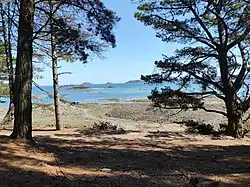 Vue de la mer, avec des pins, depuis la pointe de Guilben