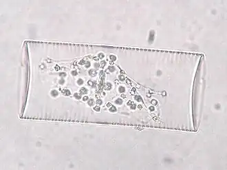 Description de cette image, également commentée ci-après